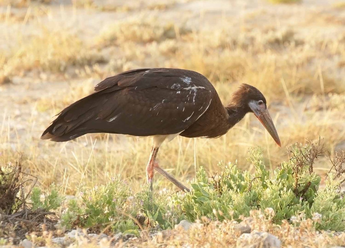 חסידת אבדים - ML647186069