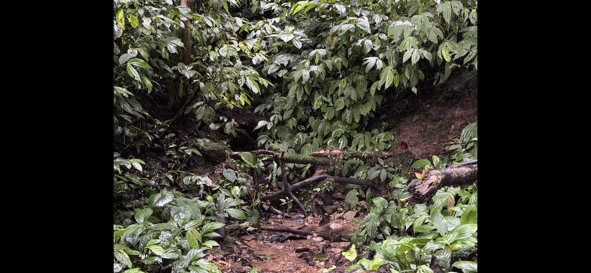 Graceful Pitta - ML647186070