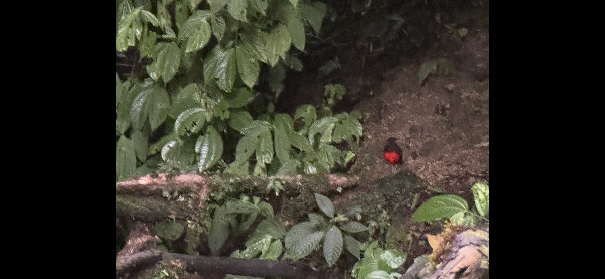 Graceful Pitta - ML647186071