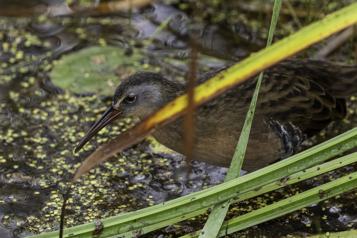 Virginia Rail - ML647186074