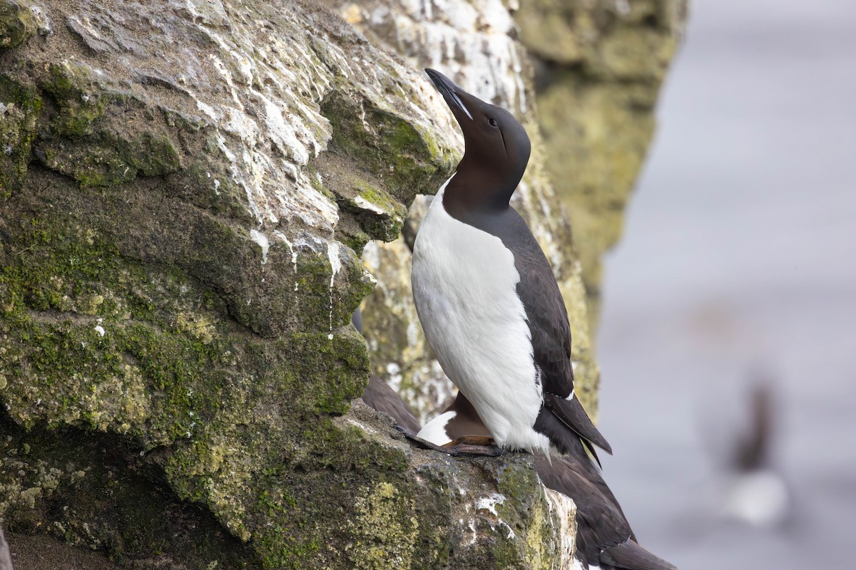 Толстоклювая кайра - ML647186075