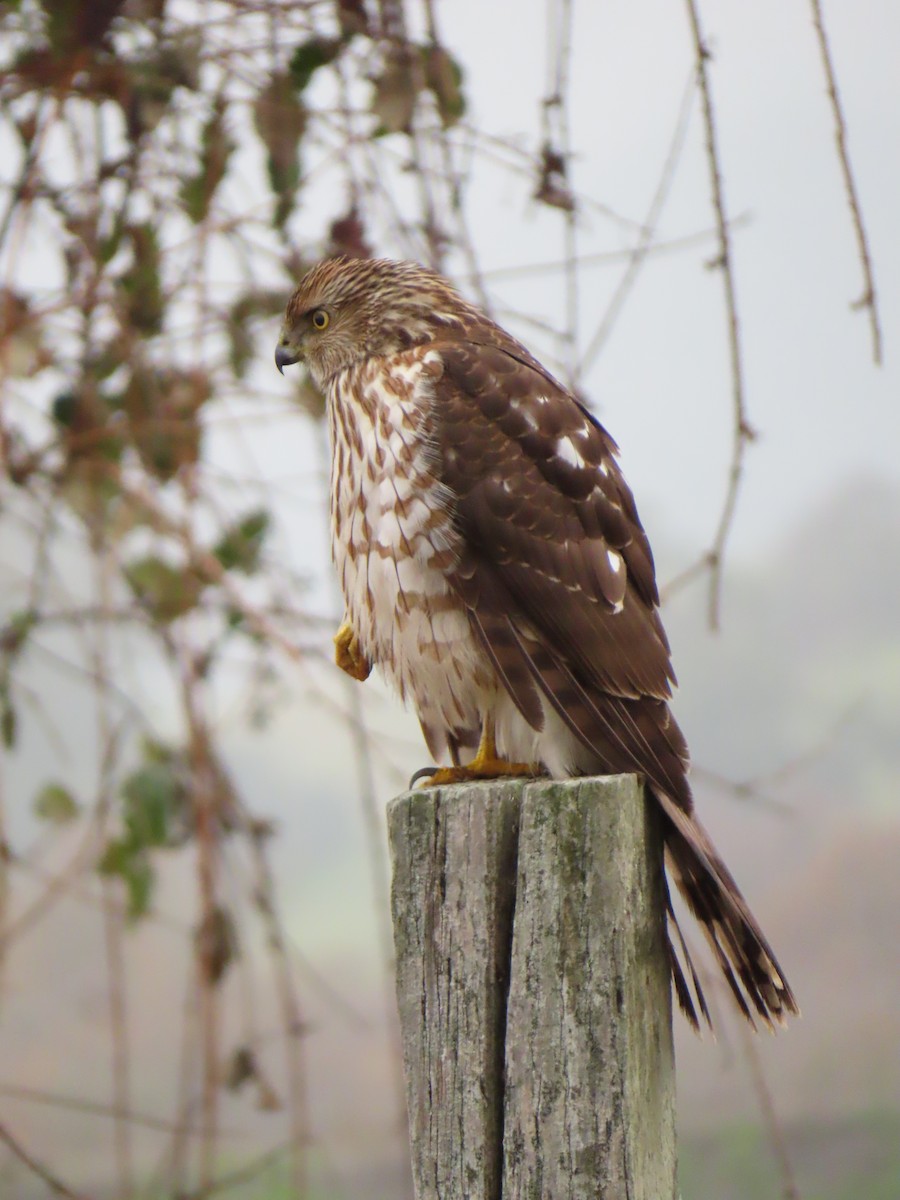 Cooper's Hawk - ML647186076
