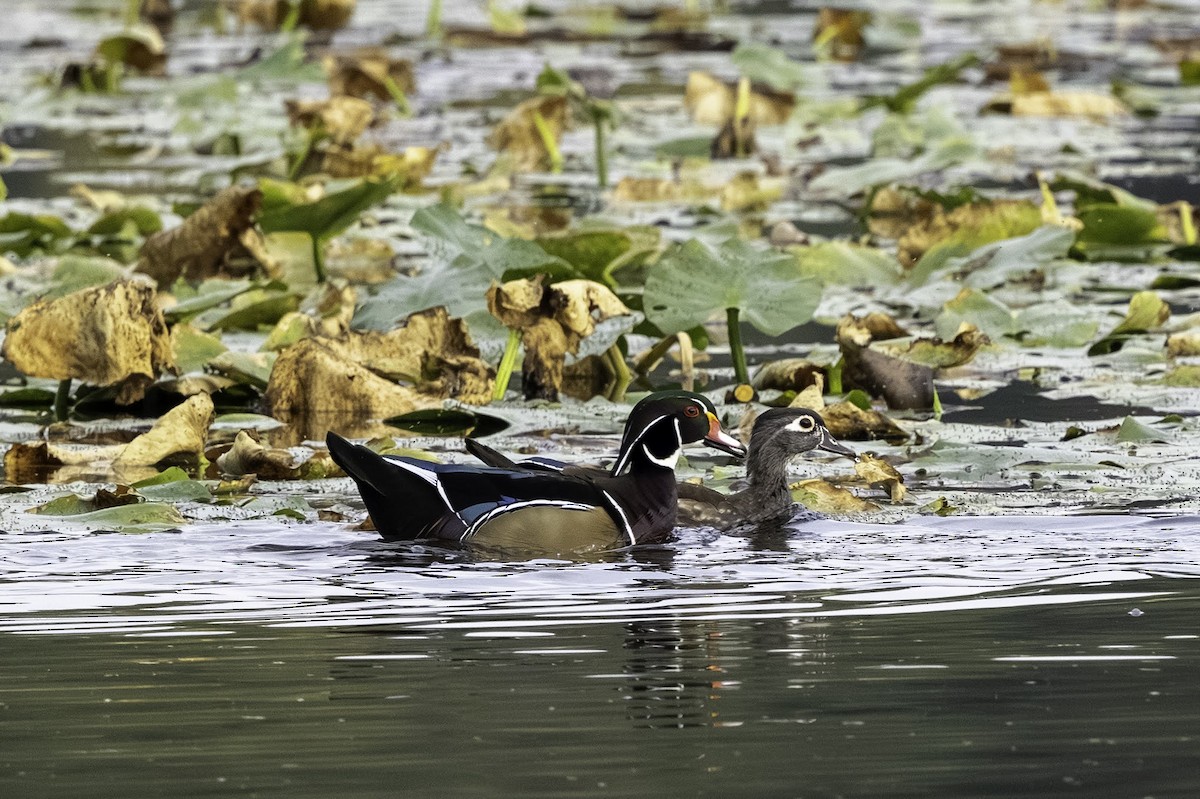 kachnička karolínská - ML647186077