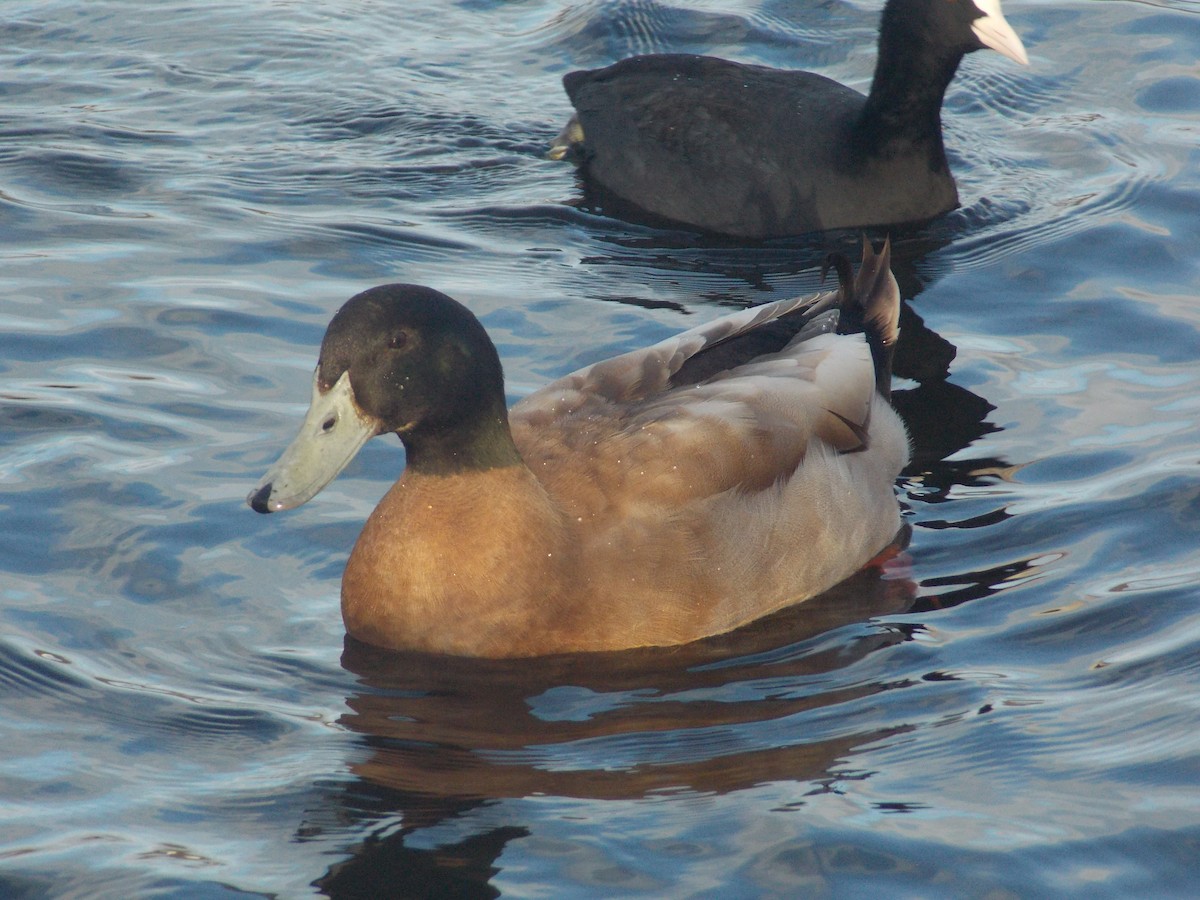 kachna domácí - ML647186078