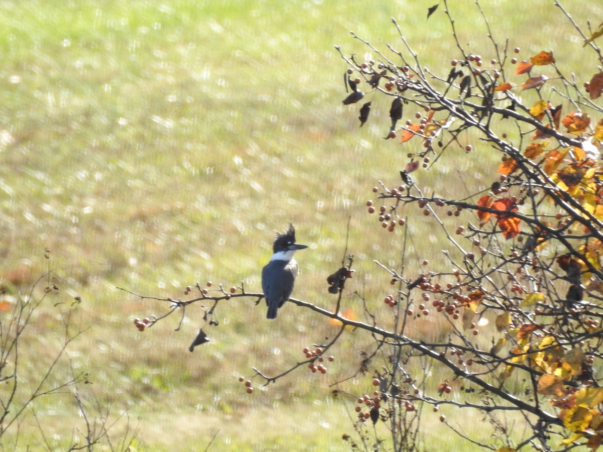 Belted Kingfisher - ML647186086