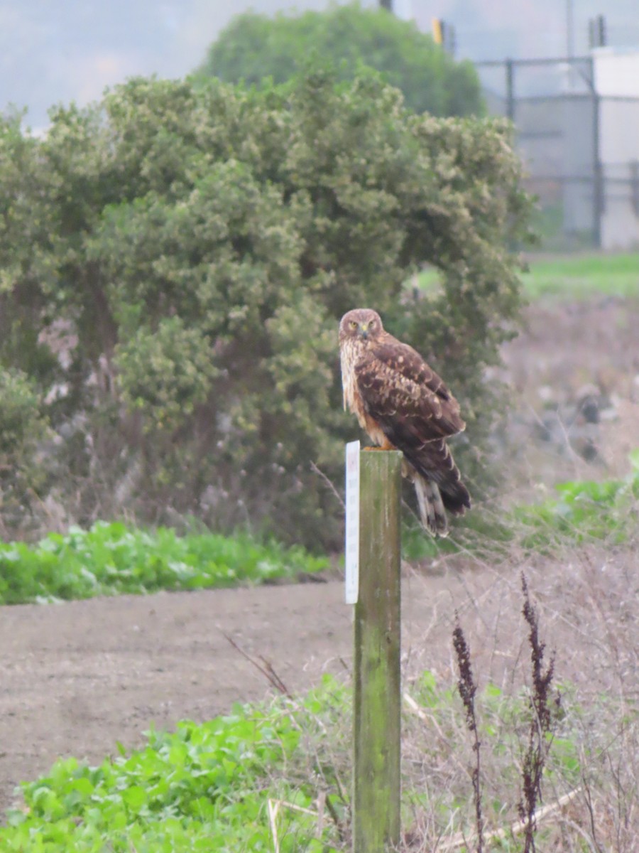 Northern Harrier - ML647186091