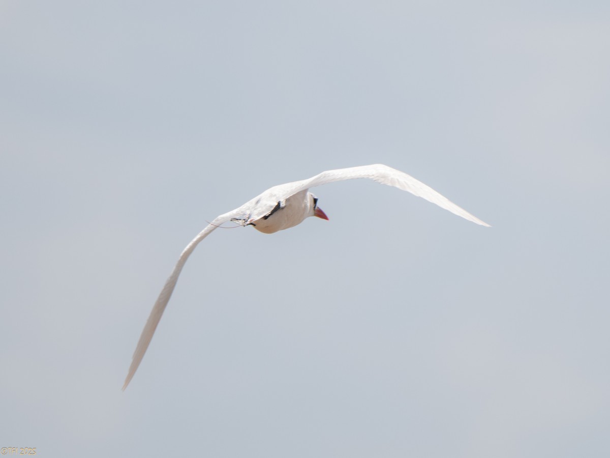 Краснохвостый фаэтон - ML647186093