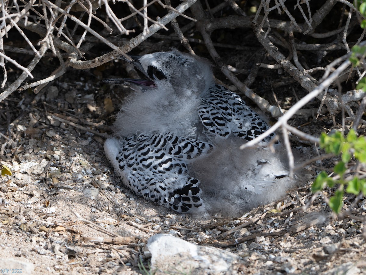 Краснохвостый фаэтон - ML647186094