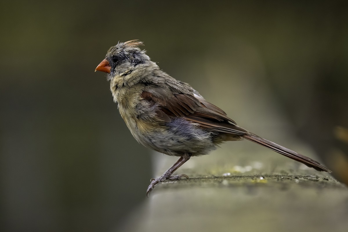 Красный кардинал - ML647186095