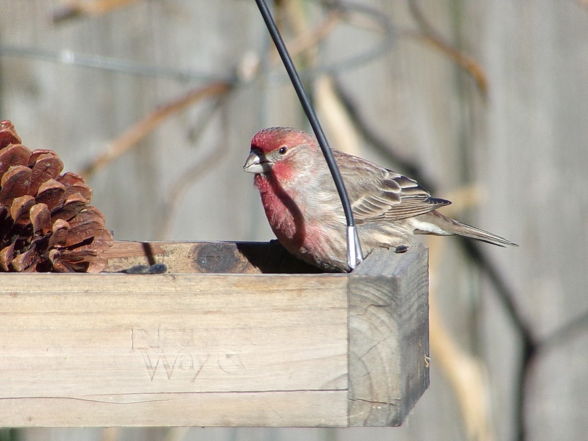 Мексиканская чечевица - ML647186097