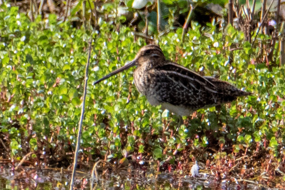 Американский бекас - ML647186098