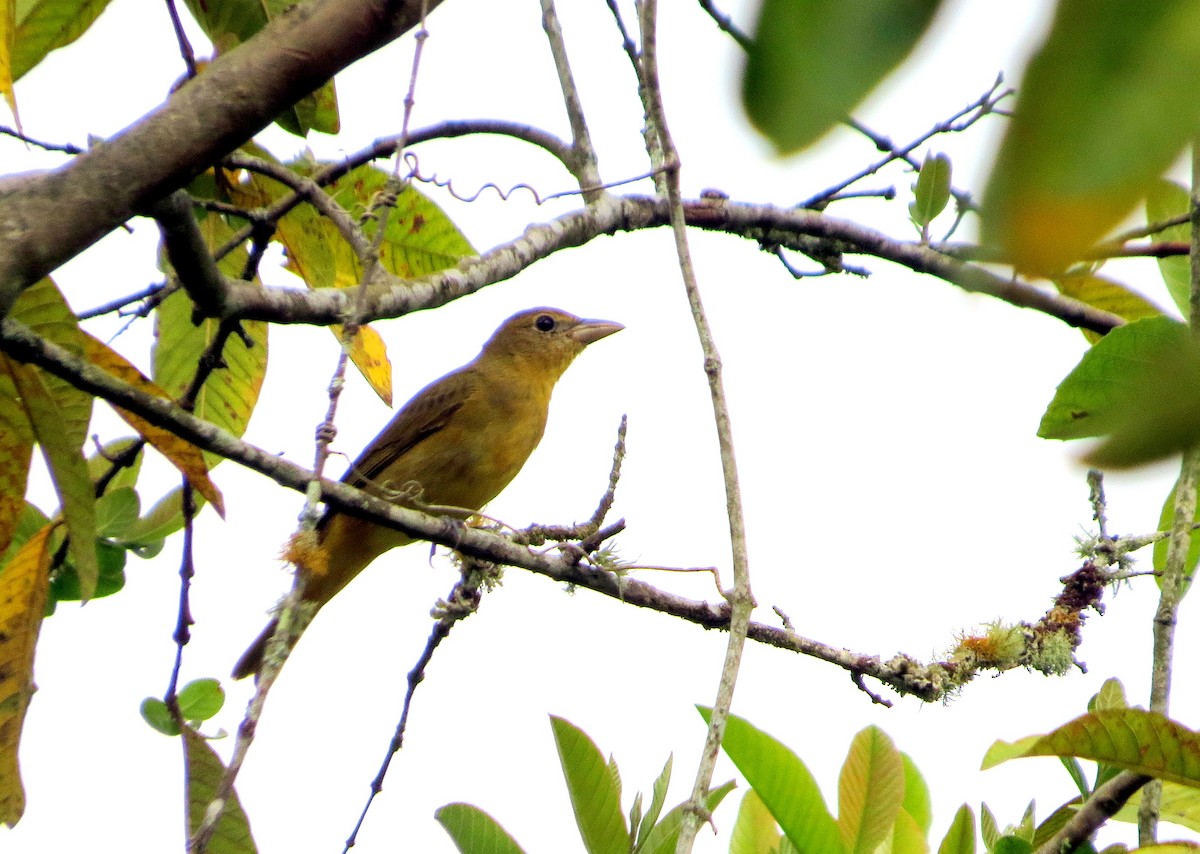 Алая пиранга - ML647186099