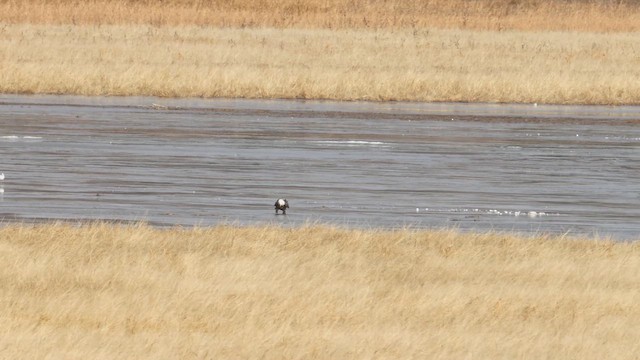 Bald Eagle - ML647186100