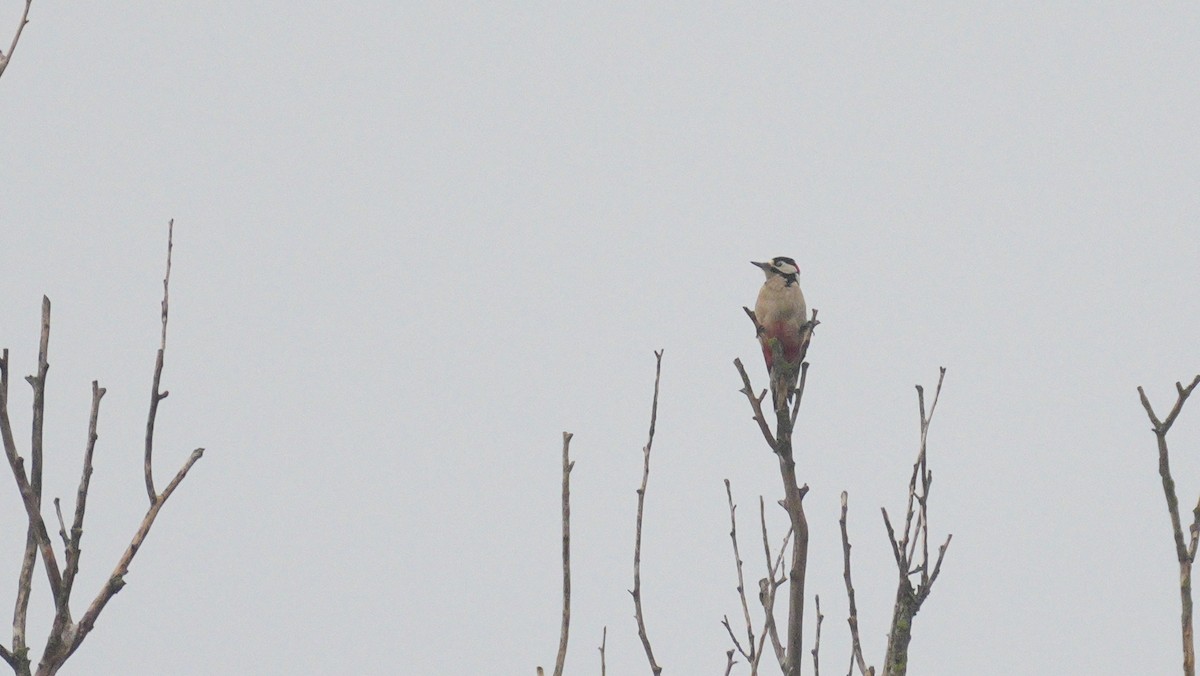 Большой пёстрый дятел - ML647186101