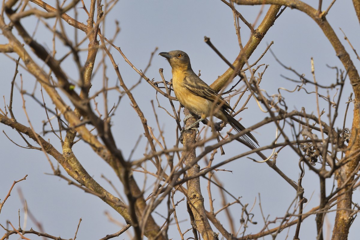 Гамбийская пухоспинка - ML647186102