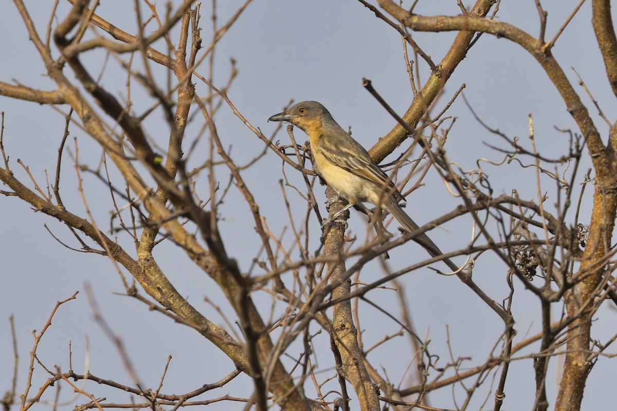 Гамбийская пухоспинка - ML647186103