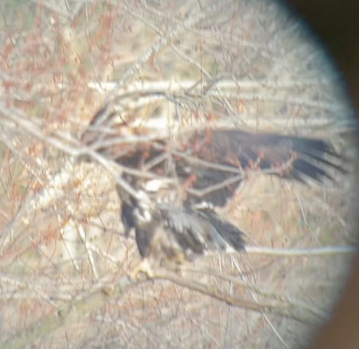 Белоголовый орлан - ML647186105