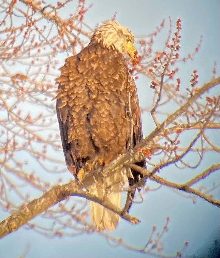 Белоголовый орлан - ML647186106