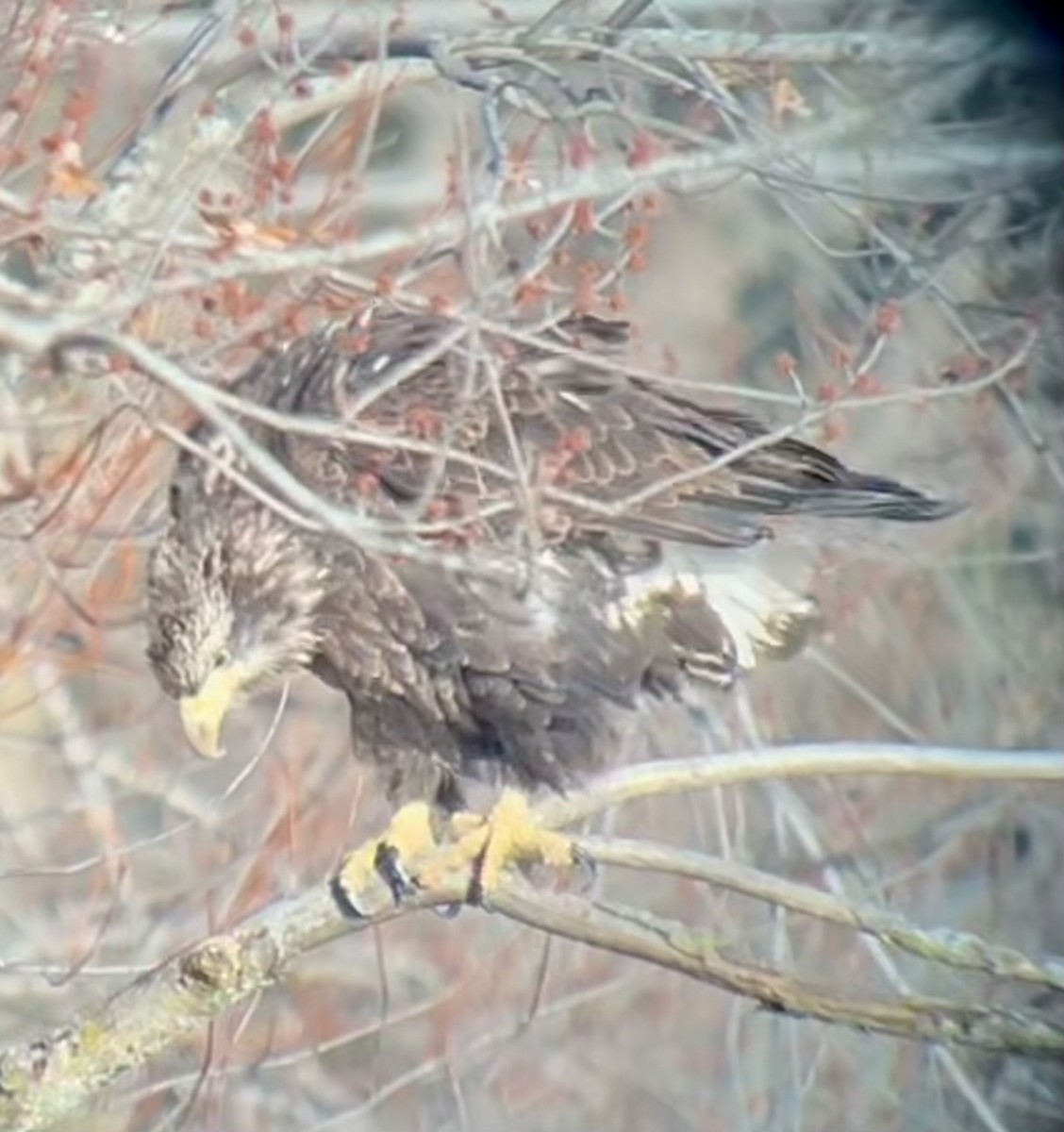 Белоголовый орлан - ML647186107