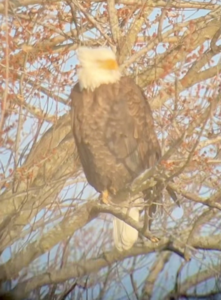 Белоголовый орлан - ML647186108