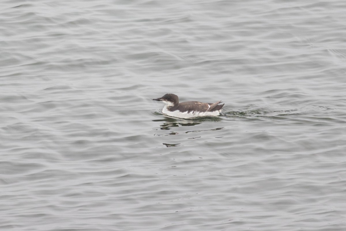 Толстоклювая кайра - ML647186109