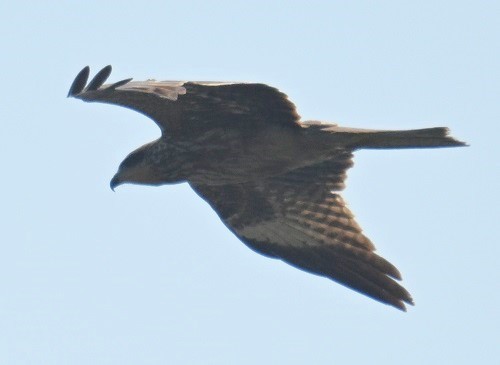 Чёрный коршун (Черноухий) - ML647186110