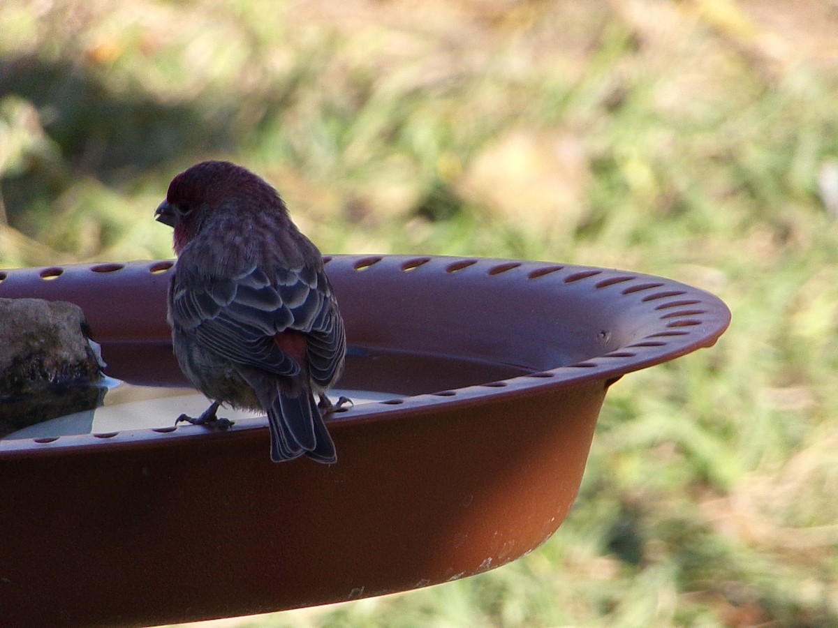 Мексиканская чечевица - ML647186111