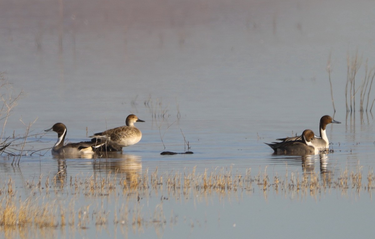 Шилохвость - ML647186112