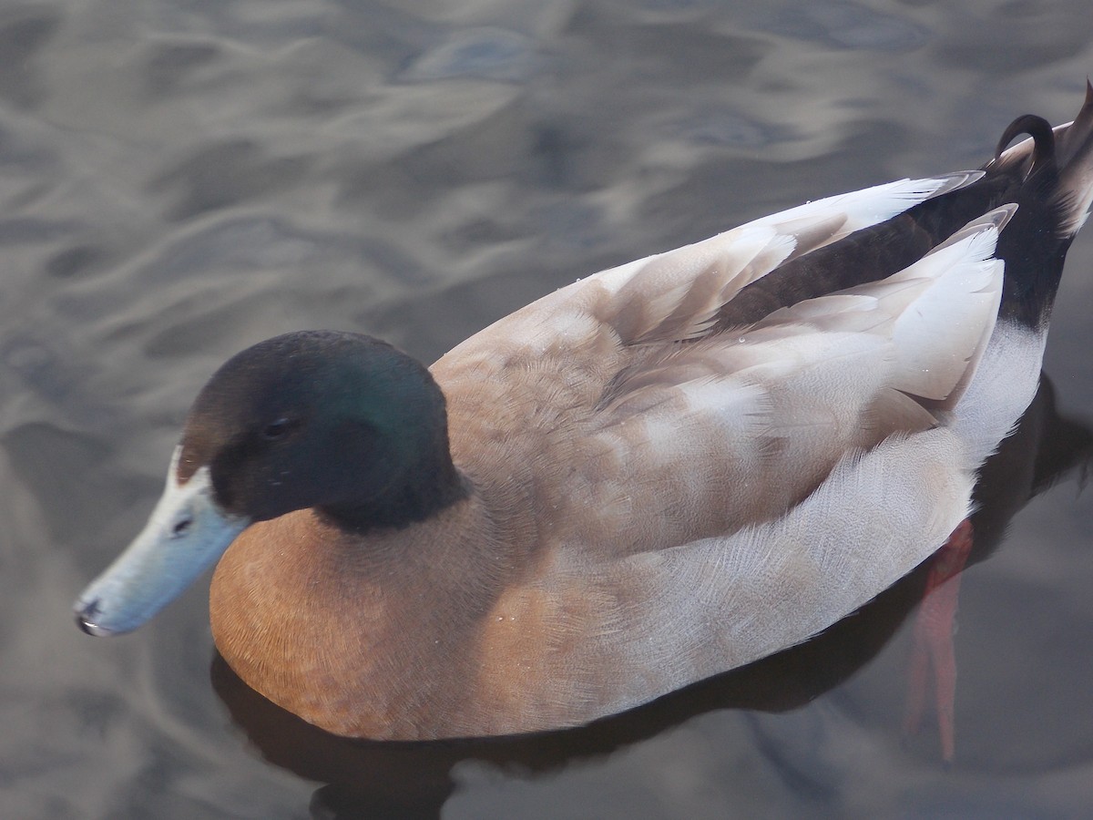 Кряква (Одомашенного типа) - ML647186114