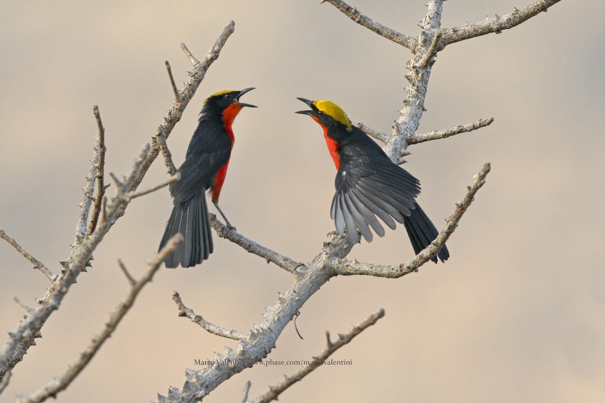 Желтошапочный гонолек - ML647186115