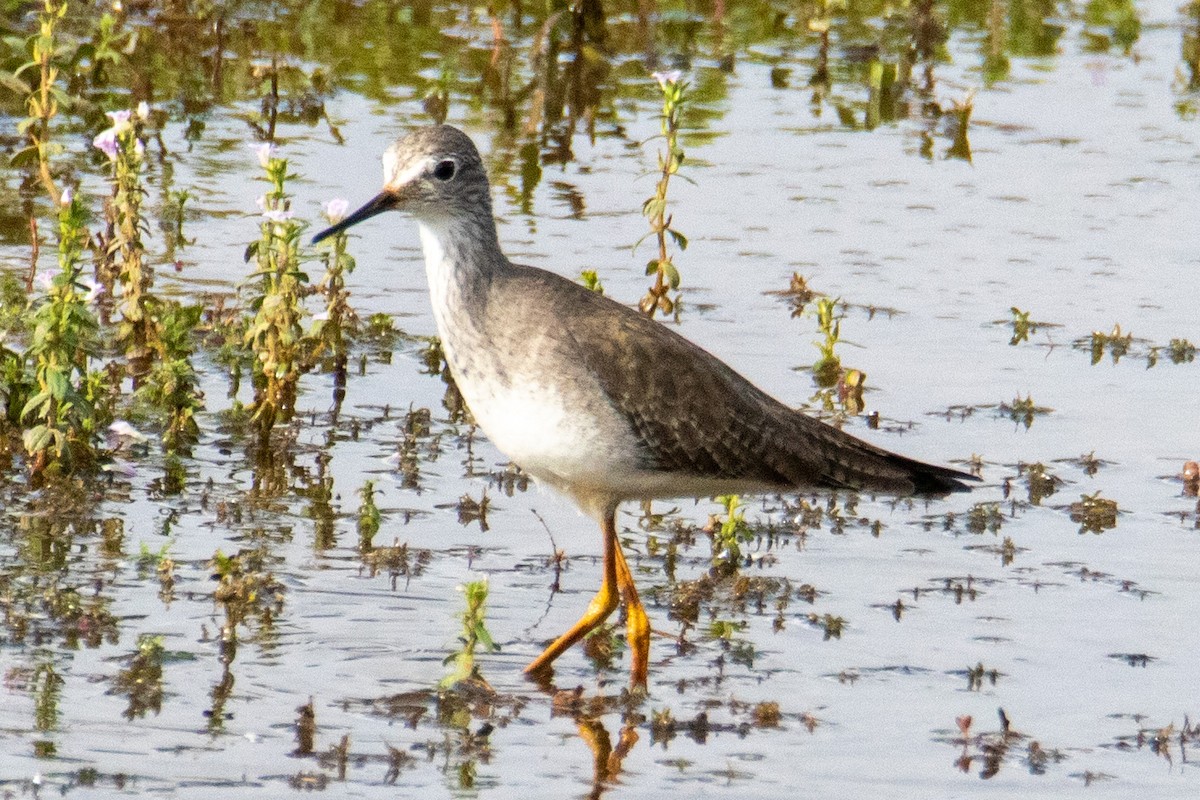 Пёстрый улит - ML647186118