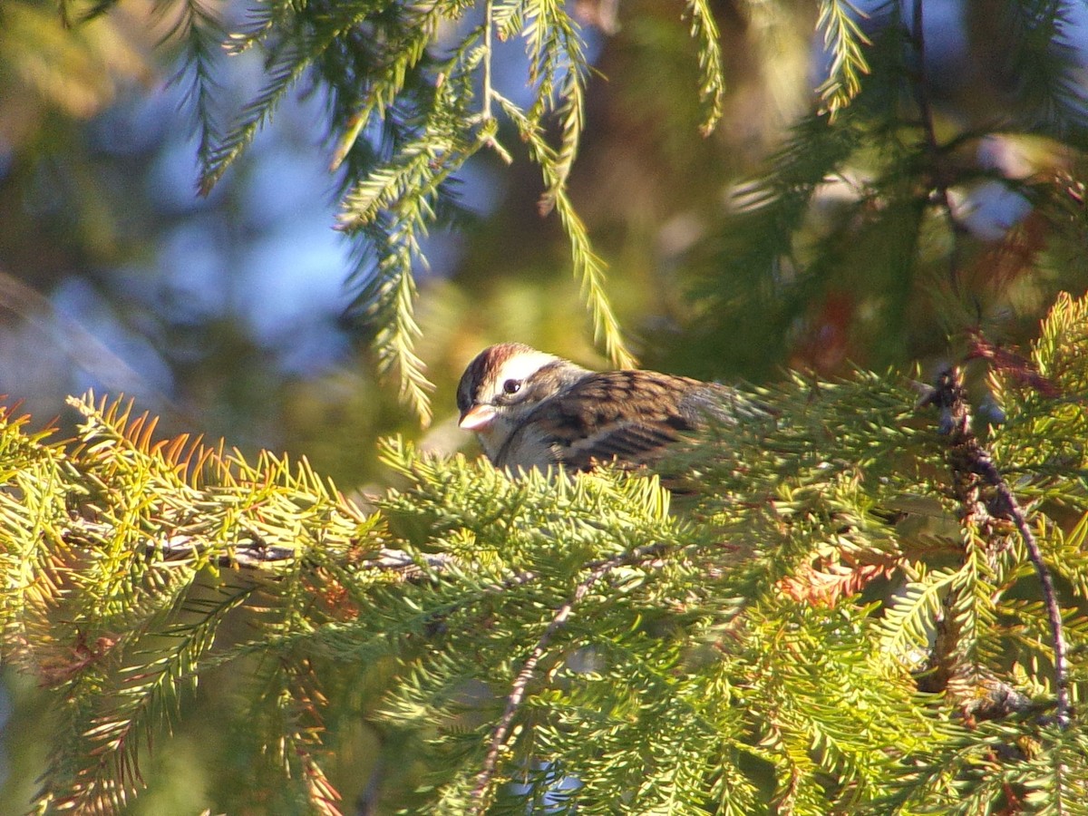Малая воробьиная овсянка - ML647186119