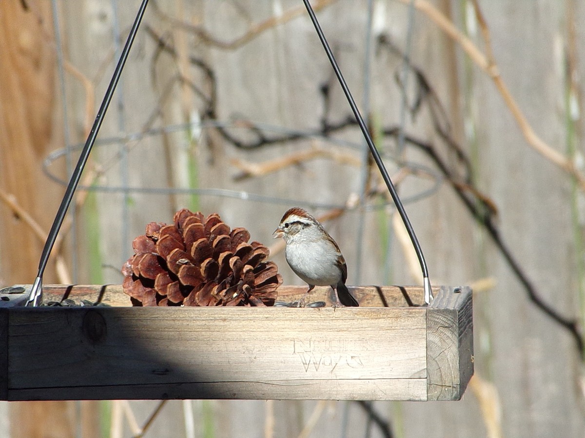 Малая воробьиная овсянка - ML647186120