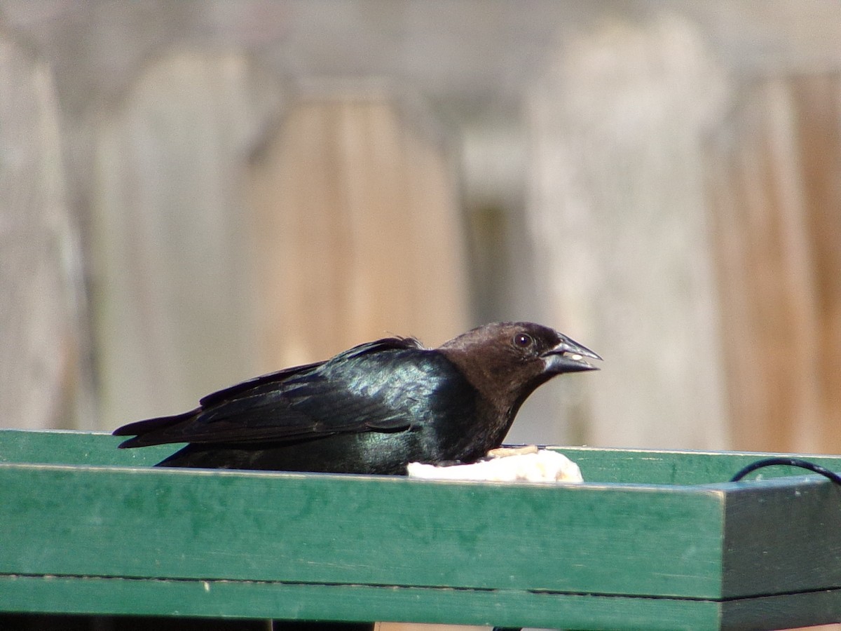 Коровий трупиал, буроголовый желтушник - ML647186125