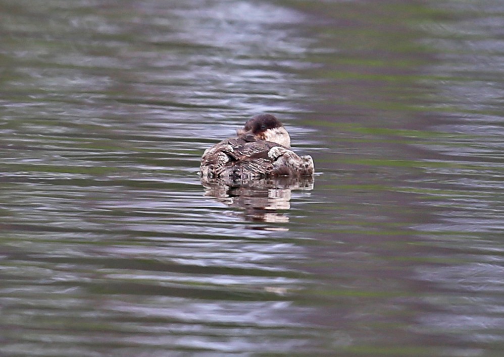 Американская савка - ML647186126