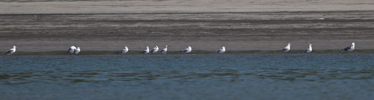 чайка sp. - ML647186127