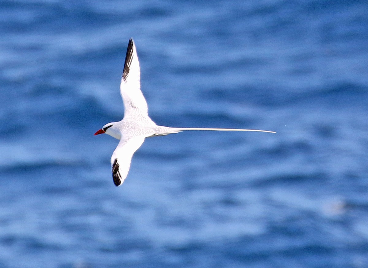 Красноклювый фаэтон - ML647186130