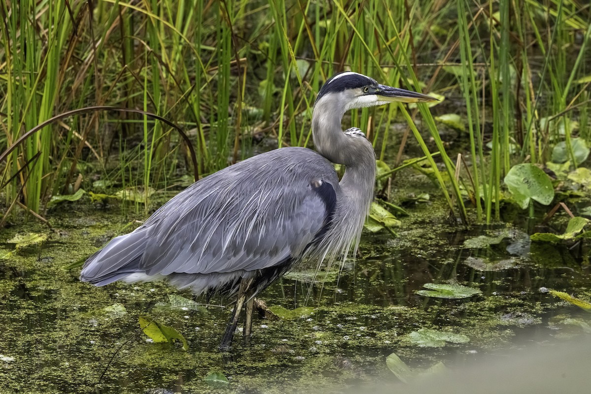 Большая голубая цапля - ML647186141