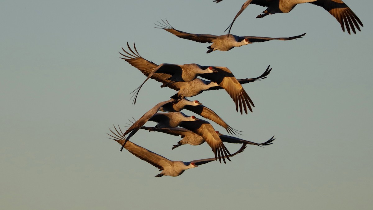 Канадский журавль - ML647186143