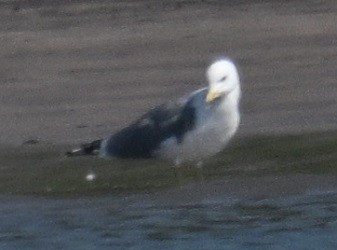 Клуша - ML647186144