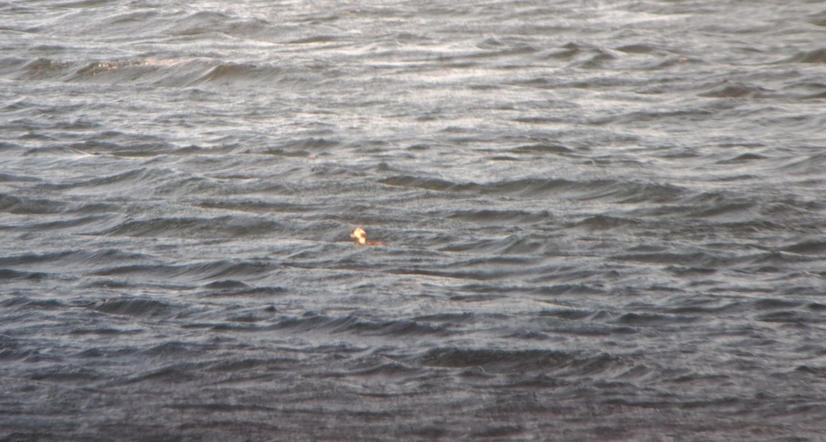 Pato Havelda - ML647186148