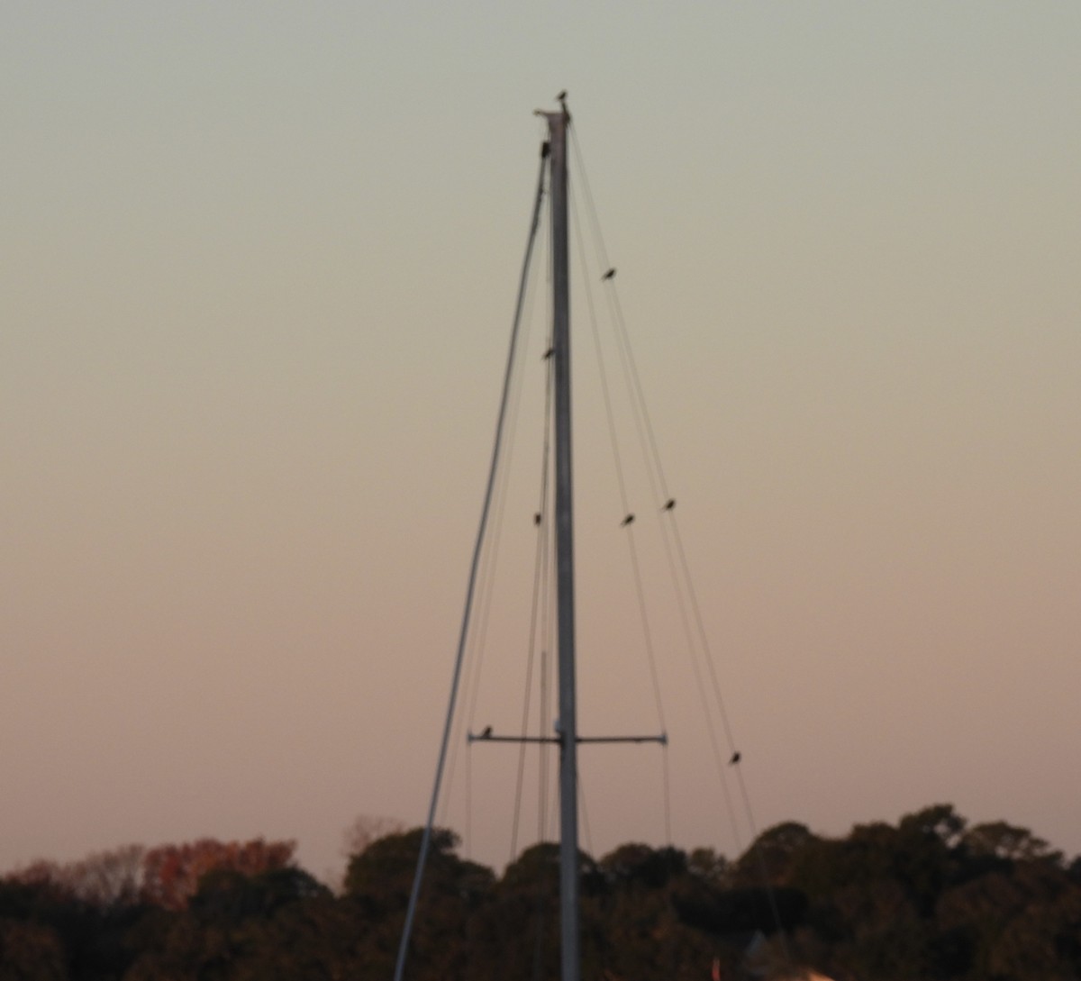 Eastern Bluebird - ML647186154