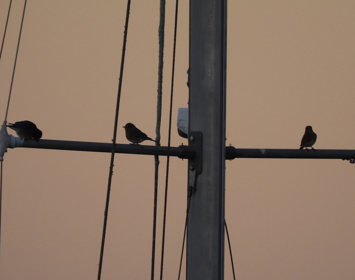 Eastern Bluebird - ML647186159