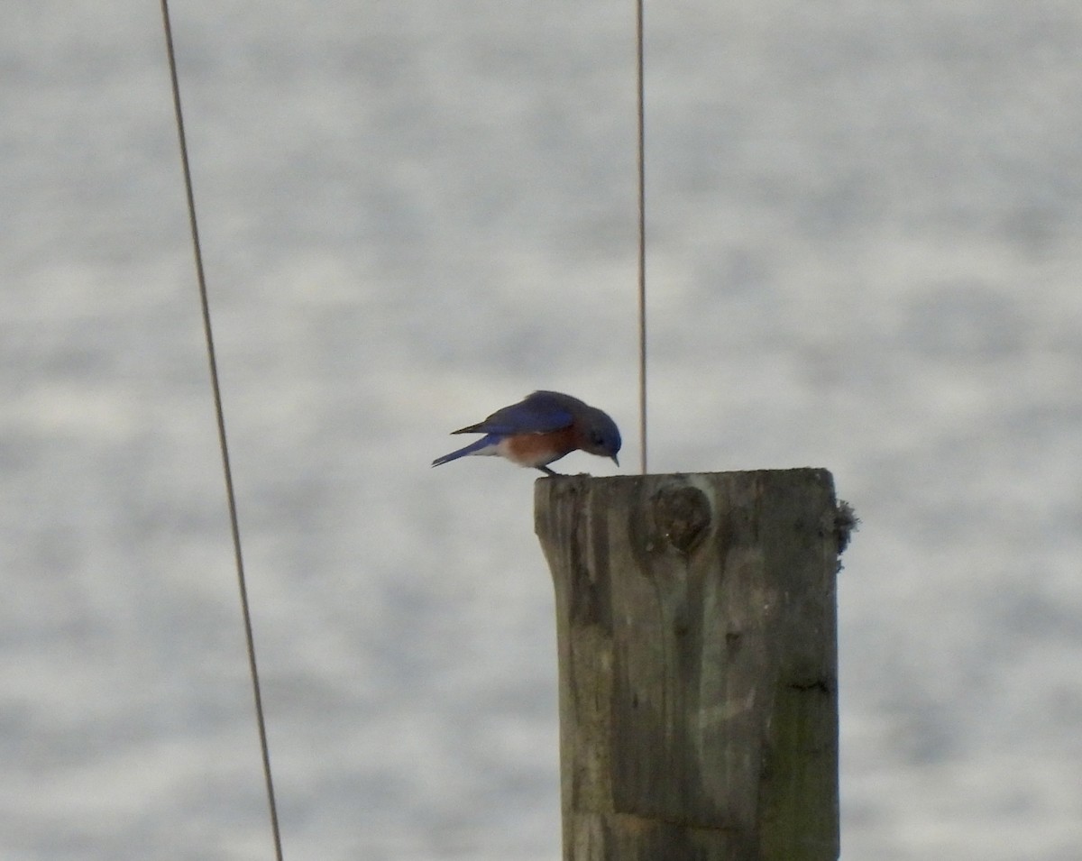 Eastern Bluebird - ML647186162