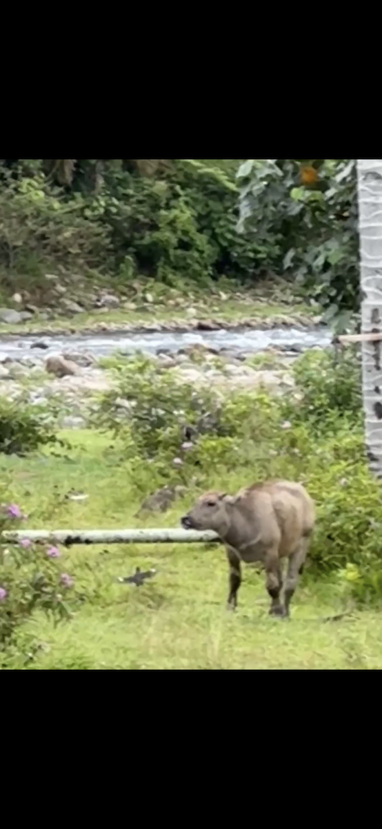 Javan Myna - ML647186167