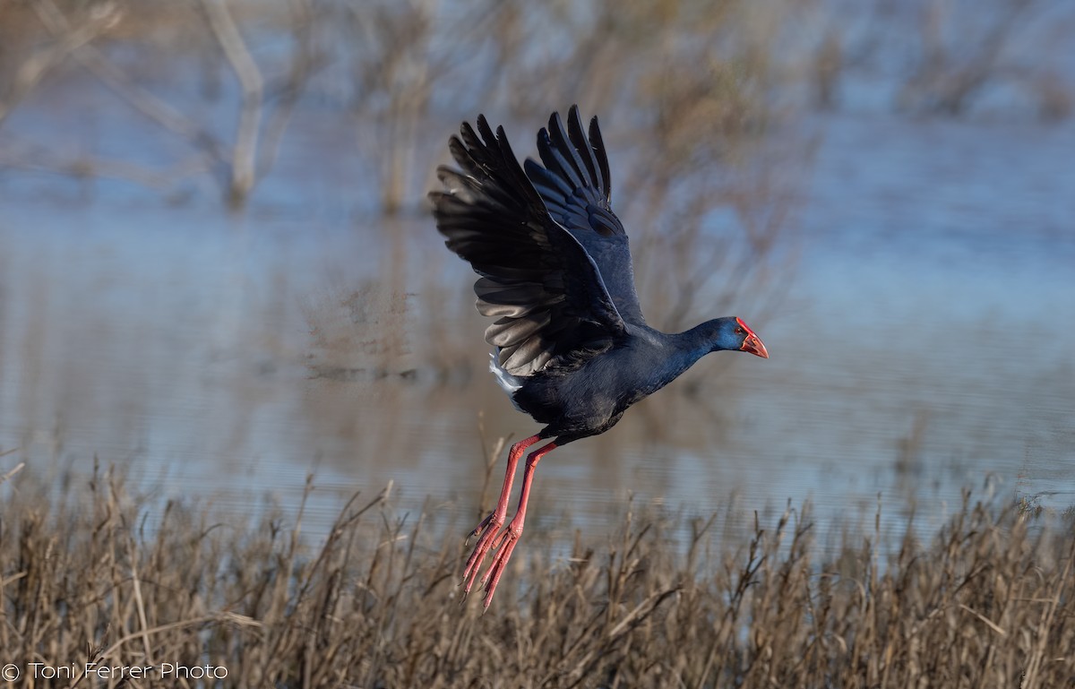 Western Swamphen - ML647186170