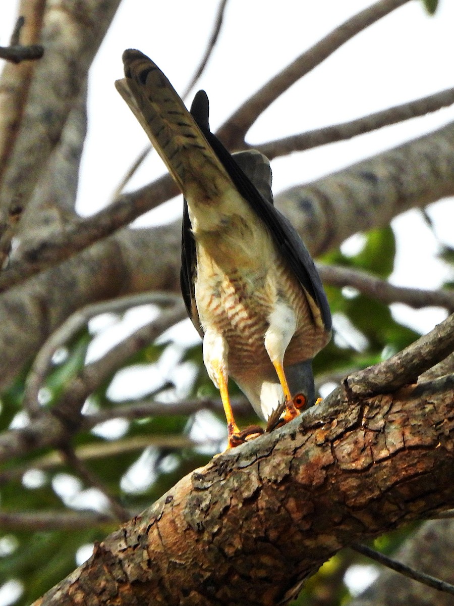 krahujec šikra - ML647186175