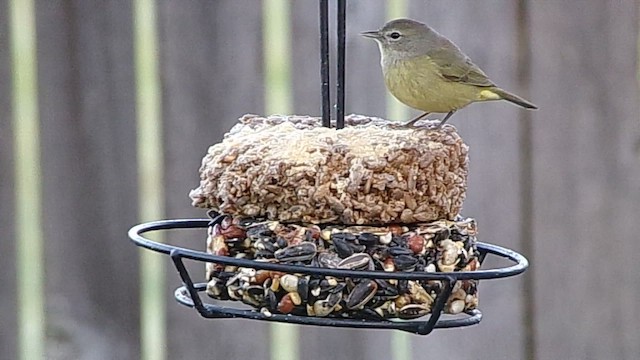 Orange-crowned Warbler - ML647186193