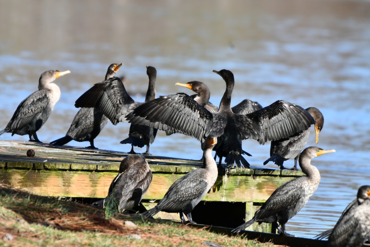 Cormoran à aigrettes - ML647186195