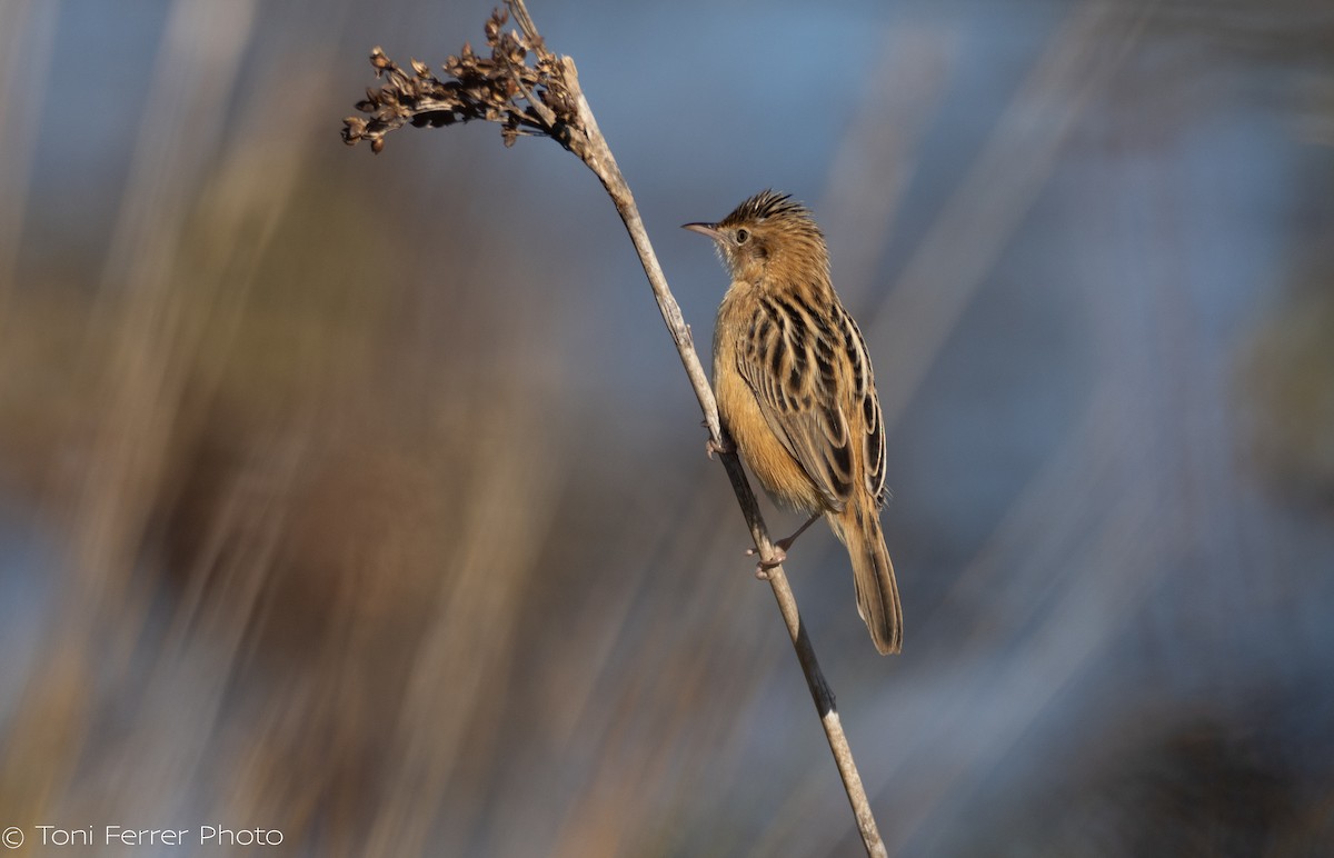 Yelpazekuyruk - ML647186196